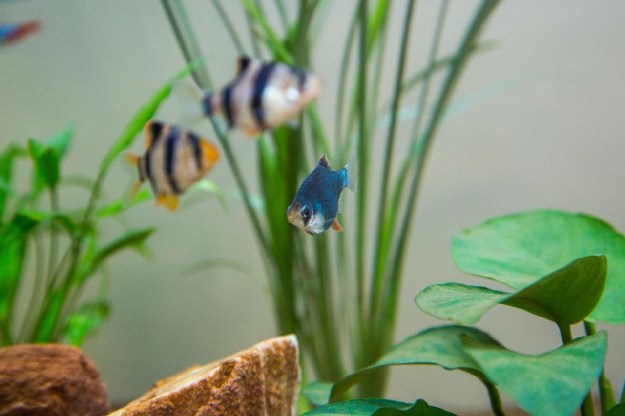 B&B Aquarium San Benedetto del Tronto Ngoại thất bức ảnh