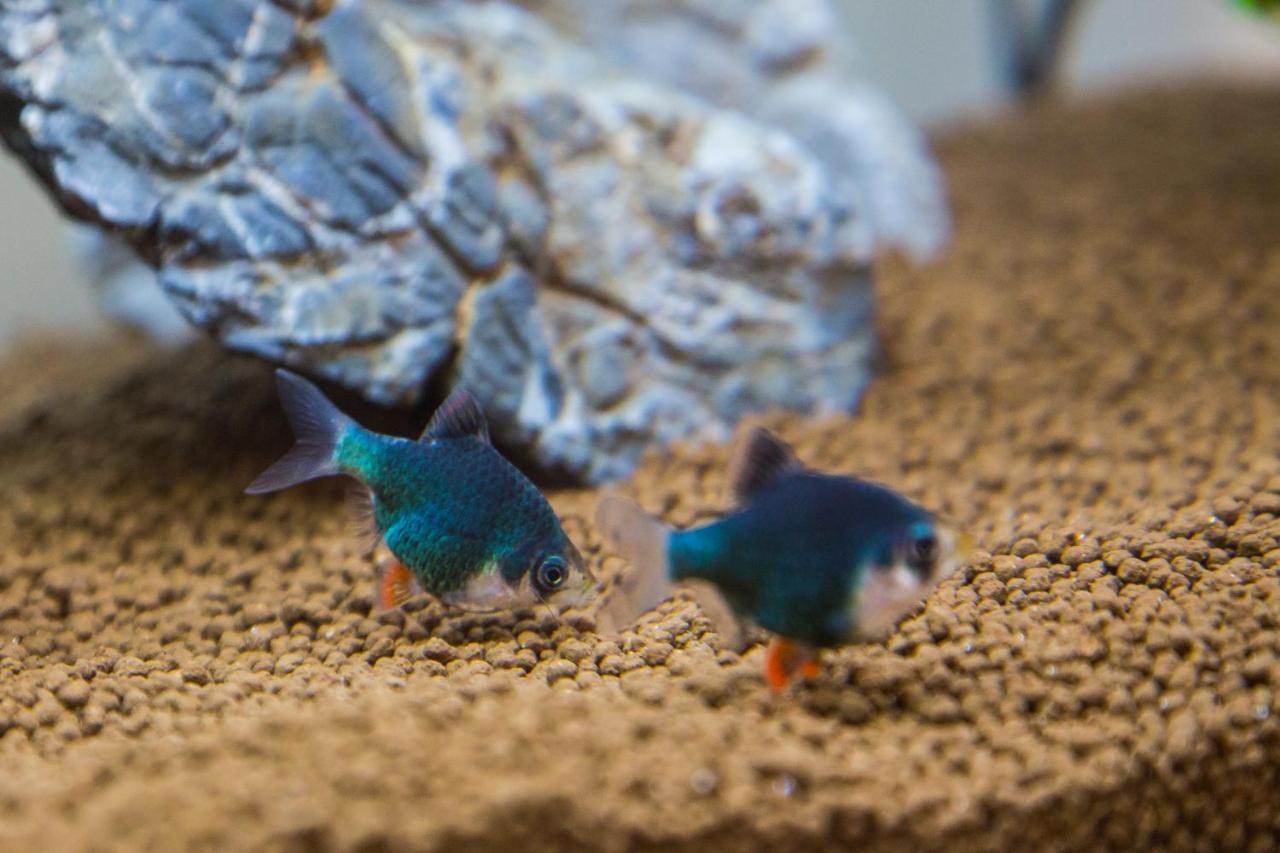 B&B Aquarium San Benedetto del Tronto Ngoại thất bức ảnh